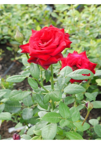 Videolu Isparta Meyland Yediveren Kırmızı Kokulu (15 25 Cm) 1 Adet Aşılı Gül Red Rose fırsatları