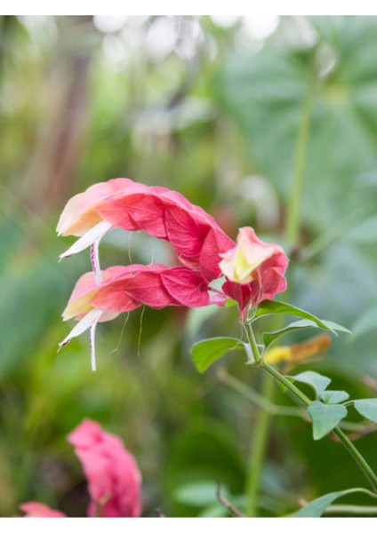 Videolu Muhteşem Görünümlü Karides (30 40 Cm)4 Adet Saksılı Bahçe Bitkisi Pachystachys Lutea fiyatları