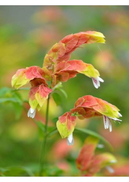 Videolu Muhteşem Görünümlü Karides (30 40 Cm)4 Adet Saksılı Bahçe Bitkisi Pachystachys Lutea modelleri