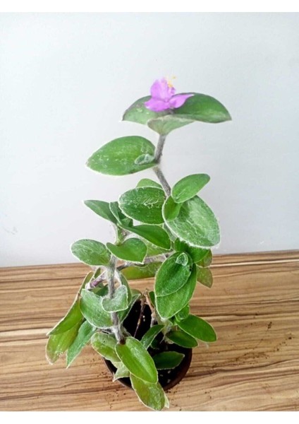 Tüylü – Yünlü Telgraf Çiçeği