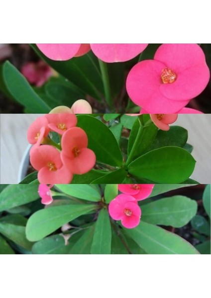 Serada Decor Plant Videolu 1 Adet Pembe Dikenler Tacı Çiçeği 15-25 cm Tüplü Çiçekli Bodur Bitkiler Euphorbia Milii