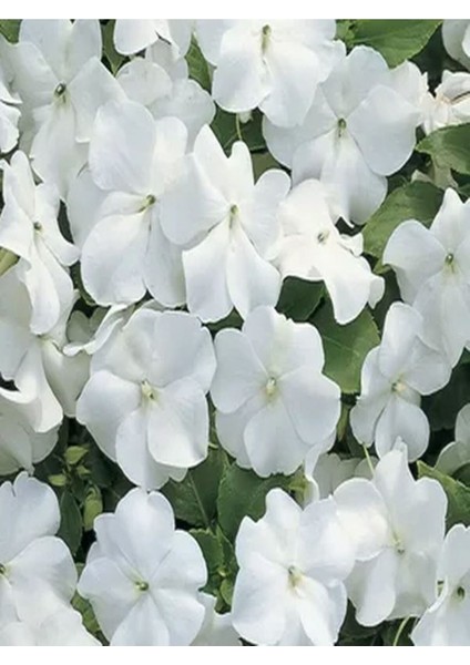 Videolu 1 Adet Beyaz Cam Güzeli Fidanı 10-30CM Tüplü Çiçekli Bodur Bitkiler Whıte Yeni Gine