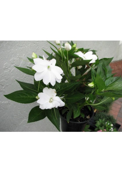 Videolu 1 Adet Beyaz Cam Güzeli Fidanı 10-30CM Tüplü Çiçekli Bodur Bitkiler Whıte Yeni Gine modelleri