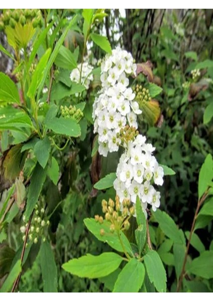Videolu 3'lü Beyaz Renk Ispirya Çiçeği Fidanı 30-60 cm Tüplü Çiçekli Bodur Bitkiler Spiraea fiyatları