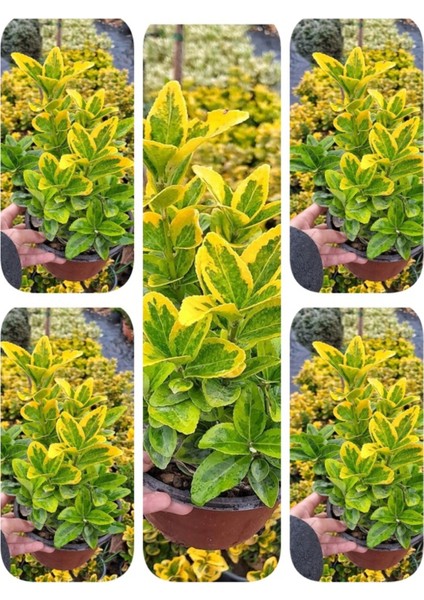 Videolu Gold Taflan Çiçeği Fidanı (30 50 Cm)1 Adet Saksılı Dış Mekan Bitkisi Celastraceae fırsatları