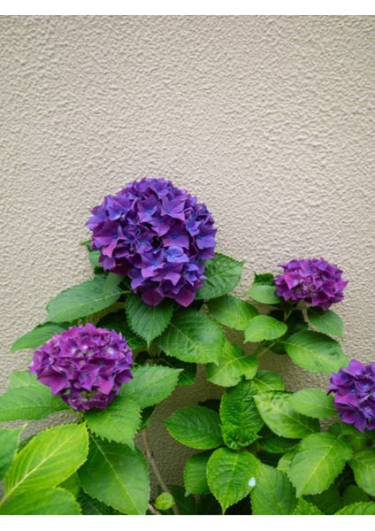 Serada Decor Plant Videolu Mor Ortanca (80 100 Cm)1 Adet Sakksılı Çiçekli Bahçe Bitkisi Hydrangea Macrophylla