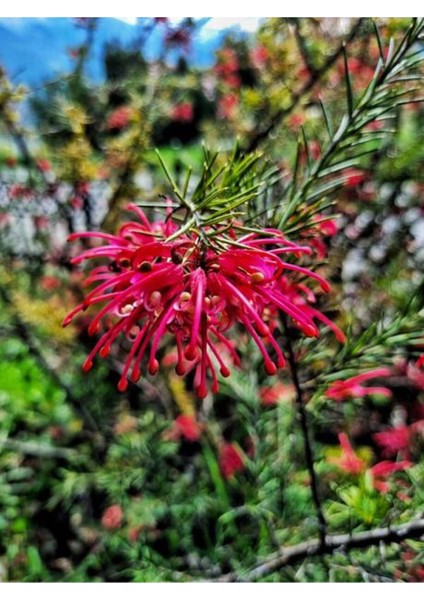 Videolu 1 Adet Gravilla Çalısı Çiçeği 30-60 cm Tüplü Çiçekli Bodur Bitki(Leucophyllum Frutescens)