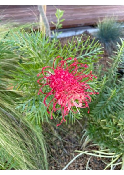 Videolu 1 Adet Gravilla Çalısı Çiçeği 30-60 cm Tüplü Çiçekli Bodur Bitki(Leucophyllum Frutescens) fiyatları