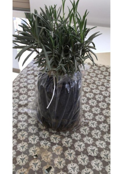 Bahçe Tipi Lavanta Fidanı 1 Adet 15-25 cm Intermedia