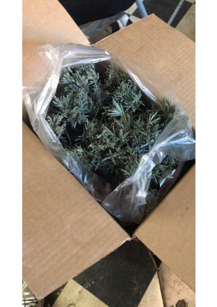 Bahçe Tipi Lavanta Fidanı 1 Adet 15-25 cm Intermedia fırsatları