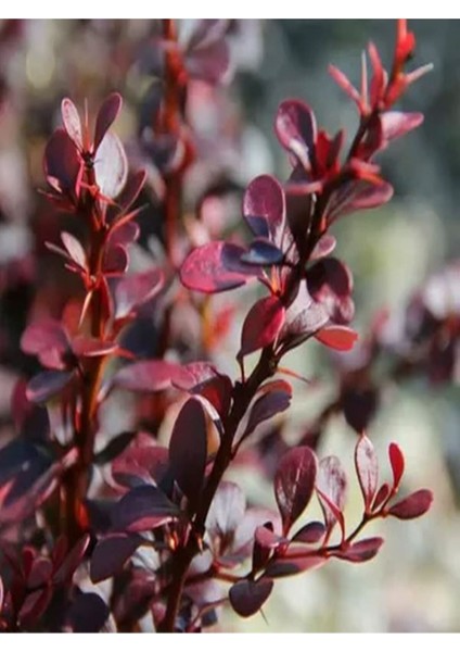 Videolu 1 Adet Berberis Çiti Çiçeği Fidanı 40-60 cm Tüplü Çiçekli Bodur Bitkiler Berberis Vulgaris