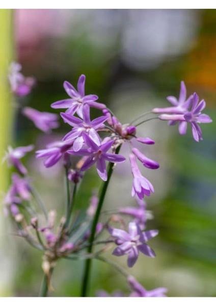 Videolu Sosyete Sarımsağı Çiçeği (40 50 Cm)1 Adet Tüplü Çiçekli Bodur Bitki Tulbaghia Violacea