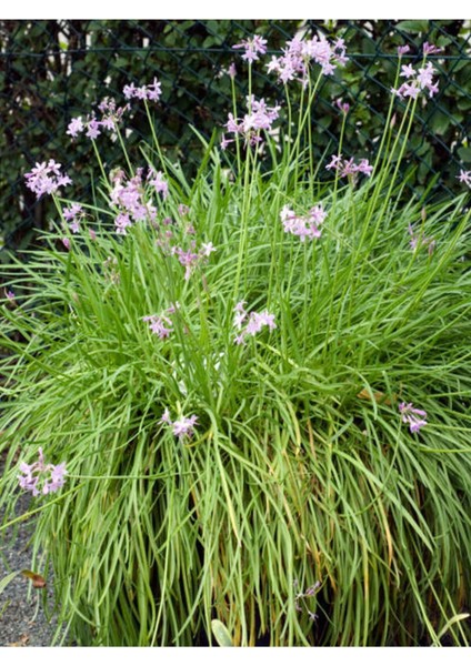 Videolu Sosyete Sarımsağı Çiçeği (40 50 Cm)1 Adet Tüplü Çiçekli Bodur Bitki Tulbaghia Violacea modelleri