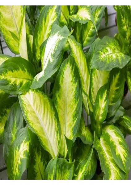 Videolu 1 Adet Harika Difenbahya Çiçeği Fidanı 20-40CM Tüplü Çiçekli Bodur Bitki Dieffenbachia