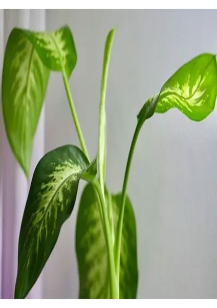 Videolu 1 Adet Harika Difenbahya Çiçeği Fidanı 20-40CM Tüplü Çiçekli Bodur Bitki Dieffenbachia fiyatları