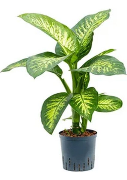 Videolu 1 Adet Harika Difenbahya Çiçeği Fidanı 20-40CM Tüplü Çiçekli Bodur Bitki Dieffenbachia modelleri