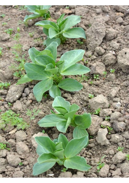 Videolu Adaçayı Fidanı (40 60 Cm)1 Adet Saksılı/ Tüplü Iç/ Dış Mekan Bitkisi Salvia Officinalis fiyatları