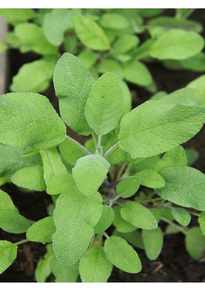 Videolu Adaçayı Fidanı (40 60 Cm)1 Adet Saksılı/ Tüplü Iç/ Dış Mekan Bitkisi Salvia Officinalis fırsatları