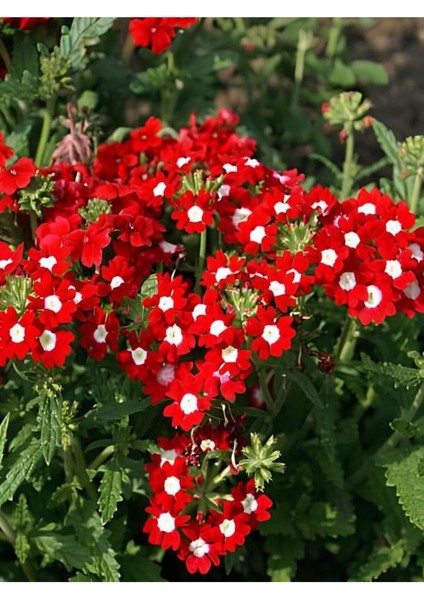 Videolu Kırmızı Mine Çiçeği (5 15 Cm)2 Adet Saksılı Çiçekli Bodur Bitki Verbena