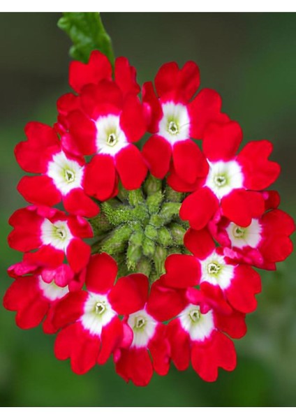 Videolu Kırmızı Mine Çiçeği (5 15 Cm)2 Adet Saksılı Çiçekli Bodur Bitki Verbena fiyatları
