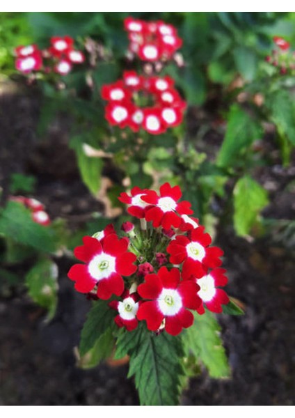 Videolu Kırmızı Mine Çiçeği (5 15 Cm)2 Adet Saksılı Çiçekli Bodur Bitki Verbena modelleri