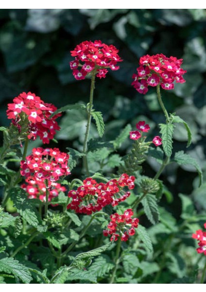 Videolu Kırmızı Mine Çiçeği (5 15 Cm)2 Adet Saksılı Çiçekli Bodur Bitki Verbena fırsatları
