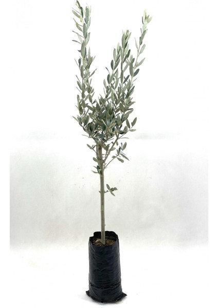 Zeytin Fidanı (Gemlik Sofralık Zeytin) 2 Yaş (70-80 Cm)