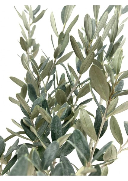 Zeytin Fidanı (Gemlik Sofralık Zeytin) 2 Yaş (70-80 Cm) modelleri