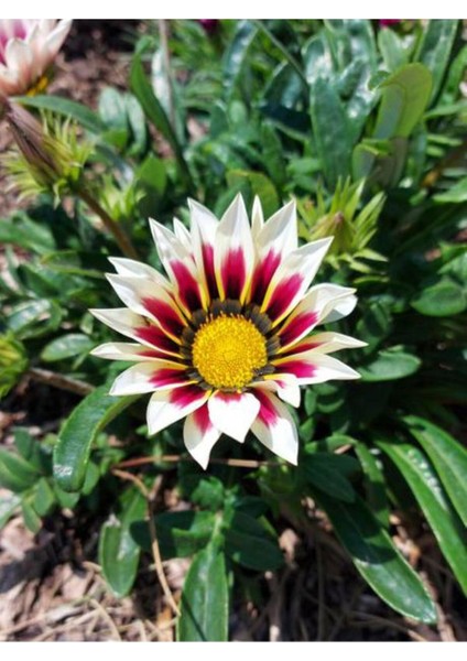 Videolu 10'lu Beyazlı Pembeli Gazanya Çiçeği Fidanı 15-25 cm Tüplü Çiçekli Bodur Bitkiler Gazania