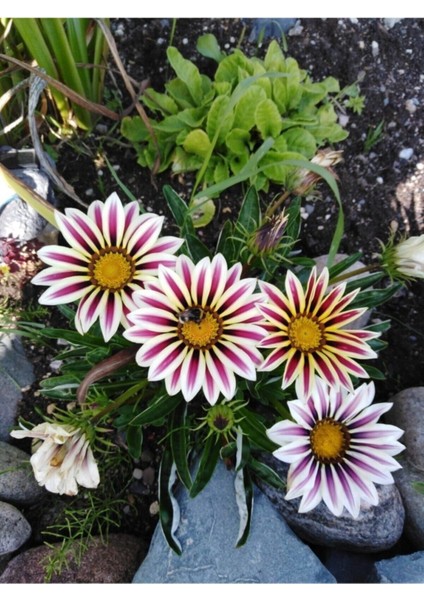 Videolu 10'lu Beyazlı Pembeli Gazanya Çiçeği Fidanı 15-25 cm Tüplü Çiçekli Bodur Bitkiler Gazania modelleri