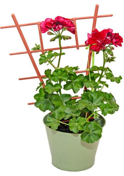 Serada Decor Plant Videolu Kırmızı Sakız Sardunya (30 50 Cm)1 Adet Saksılı Çiçekli Bodur Bitki Geranium