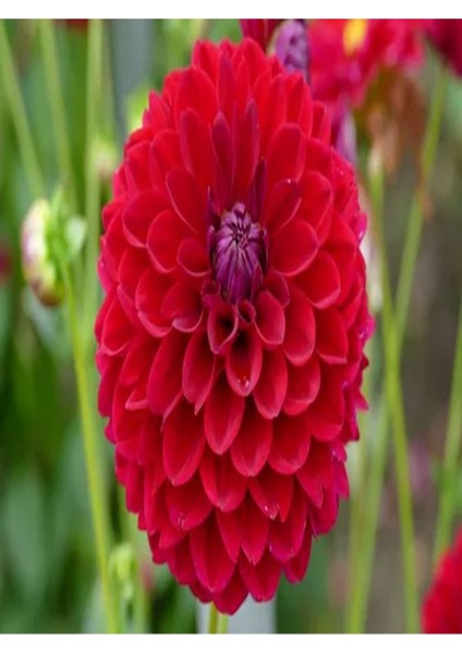 Videolu 1 Adet Kırmızı Yıldız Çiçeği Fidanı Fidanı 20-40 cm Tüplü Çiçekli Bodur Bitkiler Dahlia