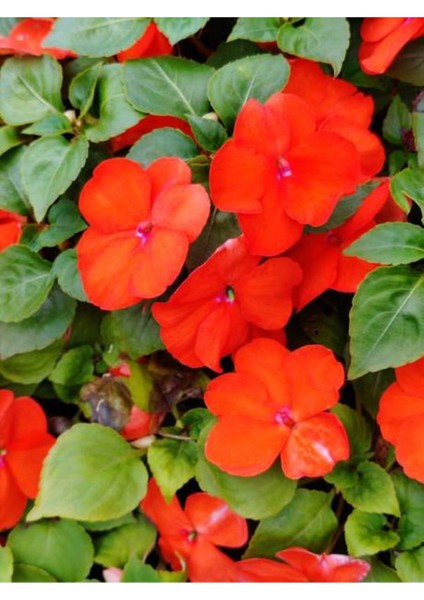 Videolu 1 Adet Kırmızı Renk Cam Güzeli Çiçeği 10-20 cm Tüplü Çiçekli Bodur Bitkiler Impatiens