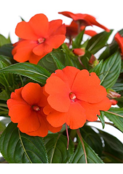 Videolu 1 Adet Kırmızı Renk Cam Güzeli Çiçeği 10-20 cm Tüplü Çiçekli Bodur Bitkiler Impatiens fırsatları