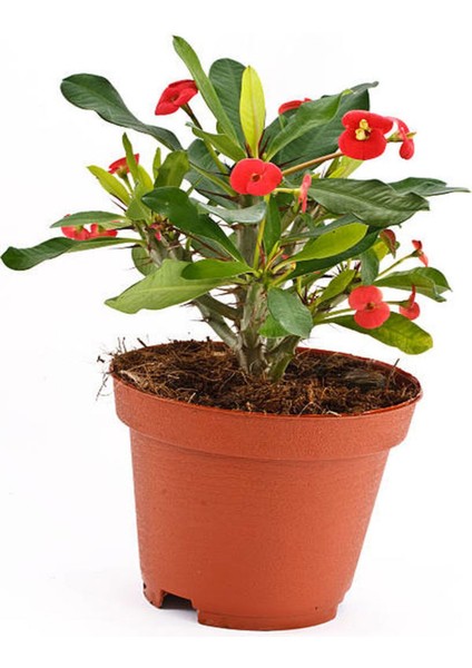 Videolu 1 Adet Kırmızı Renk Cam Güzeli Çiçeği 10-20 cm Tüplü Çiçekli Bodur Bitkiler Impatiens indirimleri