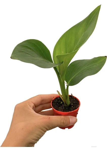 Serada Decor Plant Videolu Mini Saksıda Starliçe Cennet Kuşu Çiçeği (5 15 Cm)1 Adet Salon Bitkisi Strelitzia Nicolai