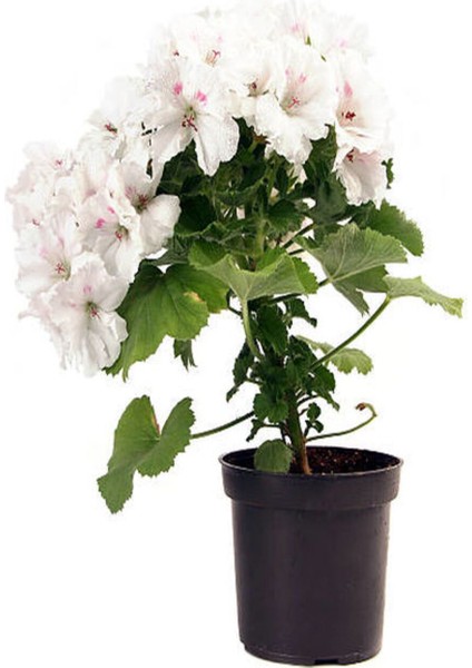 Videolu Beyaz Sardunya (10 30 Cm)1 Adet Saksılı Çiçekli Bodur Bitki Geranium fiyatları