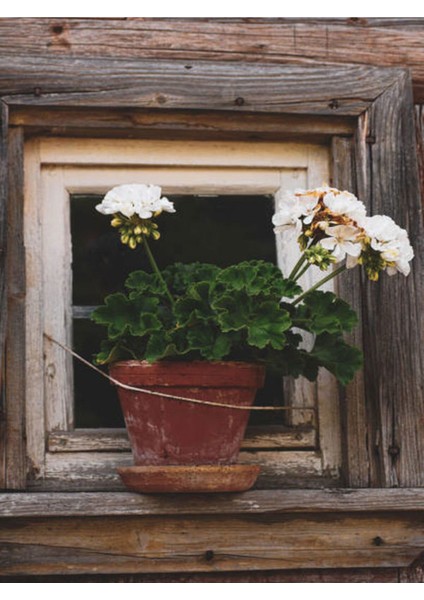 Videolu Beyaz Sardunya (10 30 Cm)1 Adet Saksılı Çiçekli Bodur Bitki Geranium modelleri