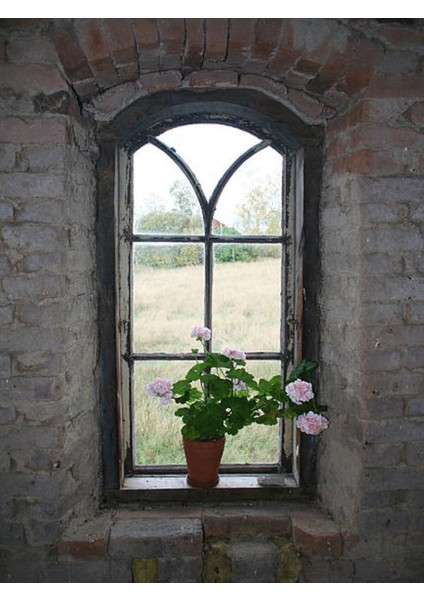 Videolu Beyaz Sardunya (10 30 Cm)1 Adet Saksılı Çiçekli Bodur Bitki Geranium fırsatları