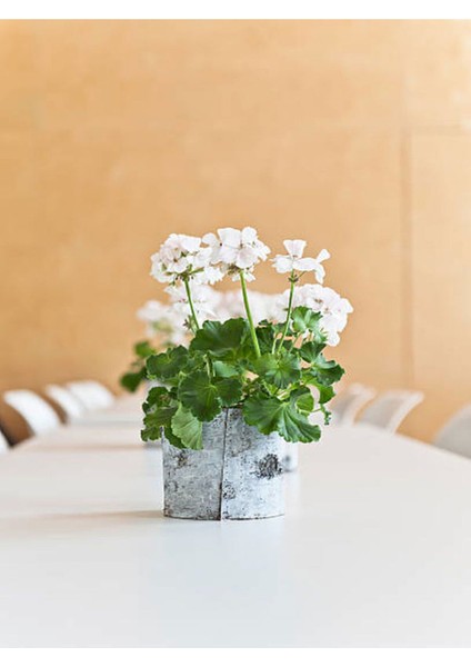 Videolu Beyaz Sardunya (10 30 Cm)1 Adet Saksılı Çiçekli Bodur Bitki Geranium indirimleri