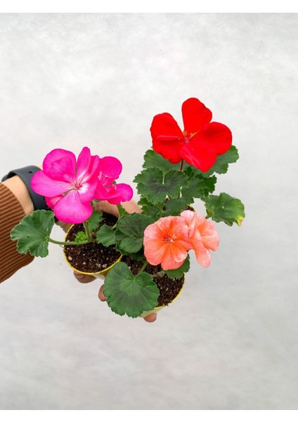 Mini Saksıda Sardunya Fidesi Karışık Renk