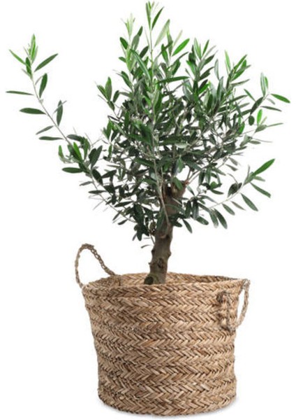 Videolu Dekoratif Zeytin Çalısı (40-50 Cm) 2 Adet Saksılı/tüplü Dış Mekan Bitkisi Teucrium Fruticans fiyatları