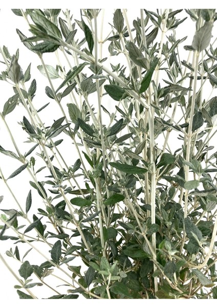 Videolu Dekoratif Zeytin Çalısı (40-50 Cm) 2 Adet Saksılı/tüplü Dış Mekan Bitkisi Teucrium Fruticans modelleri