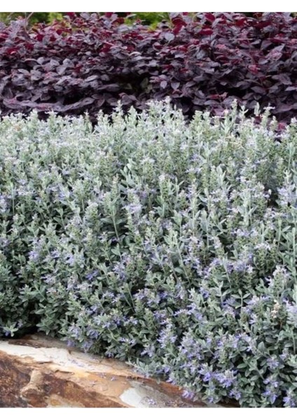 Videolu Dekoratif Zeytin Çalısı (40-50 Cm) 2 Adet Saksılı/tüplü Dış Mekan Bitkisi Teucrium Fruticans fırsatları