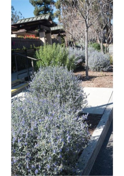 Videolu Dekoratif Zeytin Çalısı (40-50 Cm) 2 Adet Saksılı/tüplü Dış Mekan Bitkisi Teucrium Fruticans indirimleri