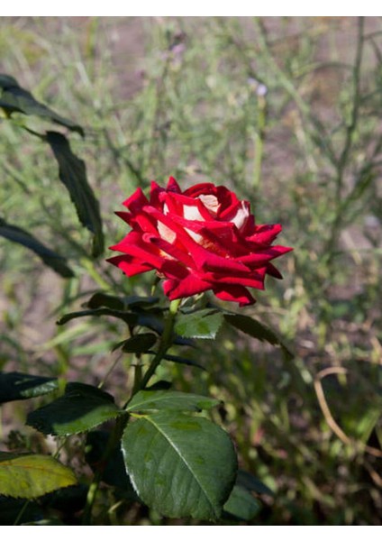 Videolu Sihirbaz Gülü Kırmızı Beyaz (30 50 Cm)1 Adet Saksılı Aşılı Gül Rose
