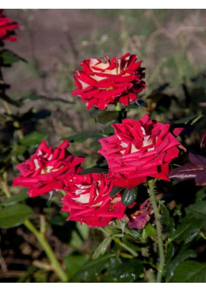 Videolu Sihirbaz Gülü Kırmızı Beyaz (30 50 Cm)1 Adet Saksılı Aşılı Gül Rose fiyatları