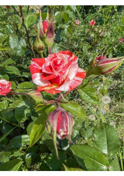 Videolu Sihirbaz Gülü Kırmızı Beyaz (30 50 Cm)1 Adet Saksılı Aşılı Gül Rose modelleri