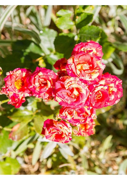 Videolu Sihirbaz Gülü Kırmızı Beyaz (30 50 Cm)1 Adet Saksılı Aşılı Gül Rose fırsatları