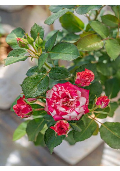 Videolu Sihirbaz Gülü Kırmızı Beyaz (30 50 Cm)1 Adet Saksılı Aşılı Gül Rose indirimleri